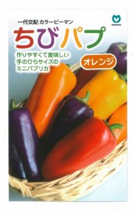 [パプリカ]　ちびパプ　オレンジ　5粒　丸種（株）