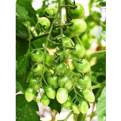 画像5: 送料無料　[トマト/マウロの地中海トマト]　サリーナエメラルド　8粒　サナテックシード（株）