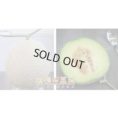 画像4: 送料無料　[メロン]　アールス・ムーラン早春晩秋　100粒　ナント種苗(株)