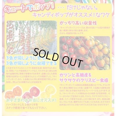 画像3: 送料無料　[トマト/ミニトマト]　キャンディポップ　ルージュ　100粒　ナント種苗(株)