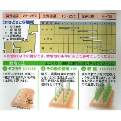 画像2: [いんげん]　ケンタッキー101　約65粒　タキイ種苗　MF