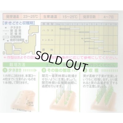 画像2: 送料無料　[いんげん]　ケンタッキー101　約65粒　タキイ種苗　MF