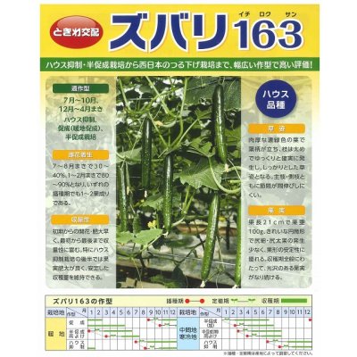 画像2: [キュウリ]　ズバリ163　350粒　（株）（株）ときわ研究場