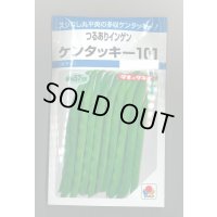 送料無料　[いんげん]　ケンタッキー101　約65粒　タキイ種苗　MF