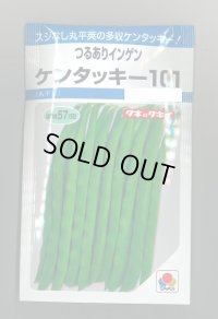 送料無料　[いんげん]　ケンタッキー101　約65粒　タキイ種苗　MF