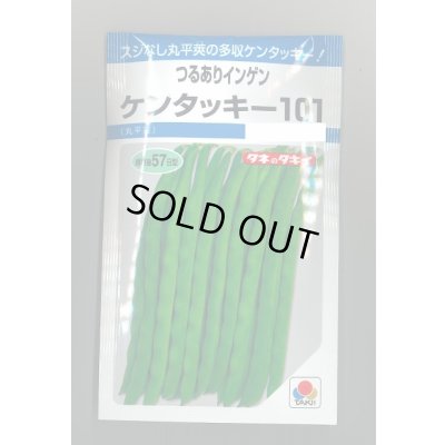 画像1: 送料無料　[いんげん]　ケンタッキー101　約65粒　タキイ種苗　MF