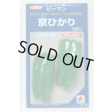 送料無料　[ピーマン]　京ひかり　1000粒　タキイ種苗(株)
