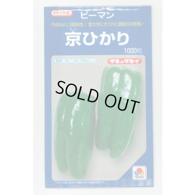 画像1: 送料無料　[ピーマン]　京ひかり　1000粒　タキイ種苗(株)