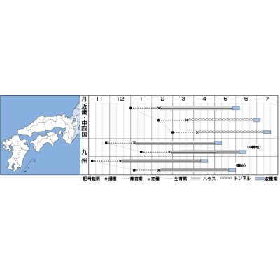 画像3: [メロン]レノンスター　100粒　タキイ種苗