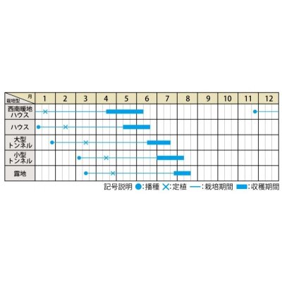 画像2: [スイカ]　小玉スイカ　いつつぼし　7粒　大和農園