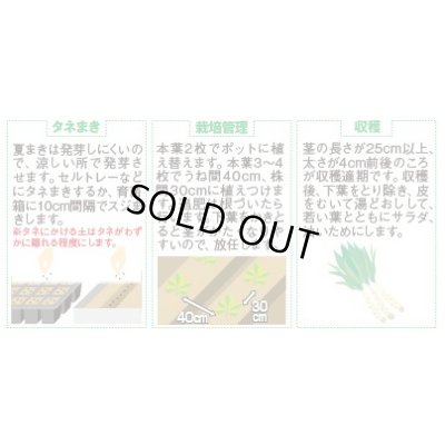 画像3: 送料無料　[レタス]　ケルン　(およそ350粒)(株)サカタのタネ　実咲350（003029）