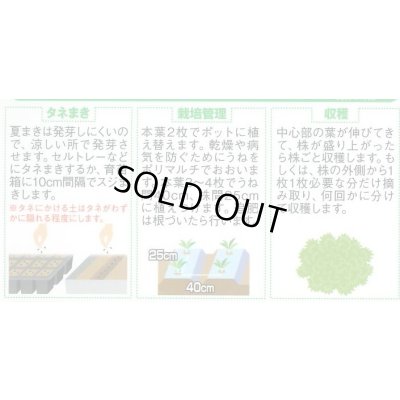 画像3: [レタス] フリンジーグリーン(フリルレタス)およそ1200粒 (株)サカタのタネ 実咲350(003036)