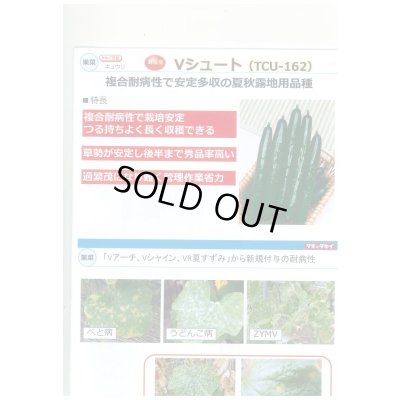 画像3: 送料無料 [キュウリ] Ｖシュート 350粒 タキイ種苗(株)
