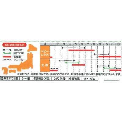 画像4: [レタス]　フリンジーグリーン（フリルレタス）およそ1200粒　サカタのタネ（株）　実咲300