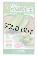 送料無料　[キュウリ]　わんぱく坊主　10粒　（株）大和農園