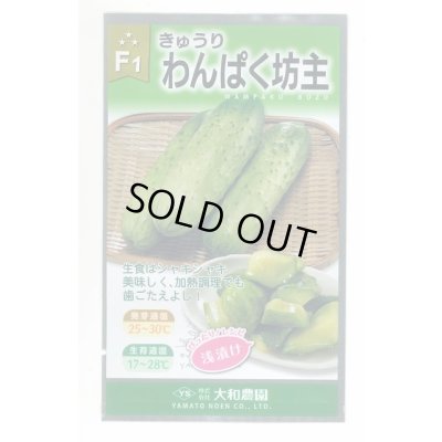 画像1: 送料無料　[キュウリ]　わんぱく坊主　10粒　（株）大和農園