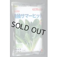 [ほうれんそう]　晩抽サマーヒット　(種子サイズM)3万粒　タキイ種苗