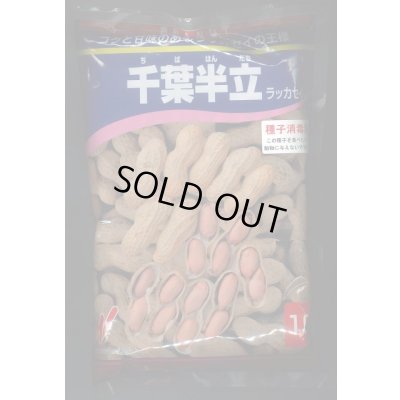 画像1: [落花生]　千葉半立　1L(約700粒)　渡辺農事（株）