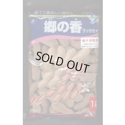 画像1: [落花生]　郷の香　1L(約700粒)　渡辺農事（株）