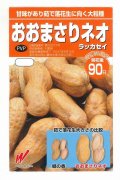 送料無料　[落花生]　おおまさりネオ　むき実種子　20粒　渡辺農事