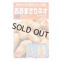 送料無料　[落花生]　おおまさりネオ　むき実種子　20粒　渡辺農事（株）