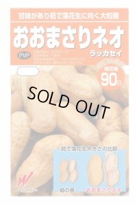 送料無料　[落花生]　おおまさりネオ　むき実種子　20粒　渡辺農事（株）