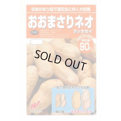 画像1: 送料無料　[落花生]　おおまさりネオ　むき実種子　20粒　渡辺農事（株）