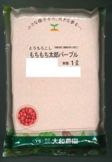 送料無料　[とうもろこし]　もちもち太郎パープル　1L　大和農園