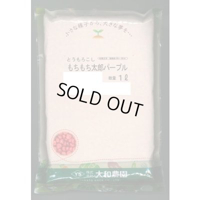画像1: 送料無料　[とうもろこし]　もちもち太郎パープル　1L　（株）大和農園