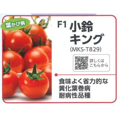 画像2: 送料無料　[トマト/ミニトマト]　ミニトマト　小鈴キング　1000粒　ヴィルモランみかど（株）
