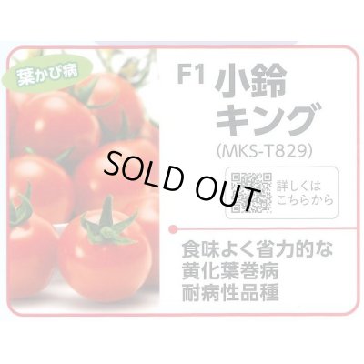 画像2: [トマト/ミニトマト]　小鈴キング  100粒　ヴィルモランみかど