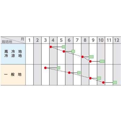 画像3: [シーダー種子]　小松菜　きよすみ　1粒×5cm間隔