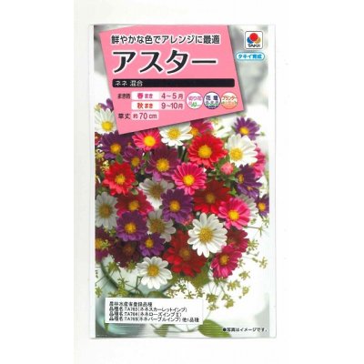 画像1: 花の種　アスター　ネネ 混合　小袋　タキイ種苗（株）(NL300)