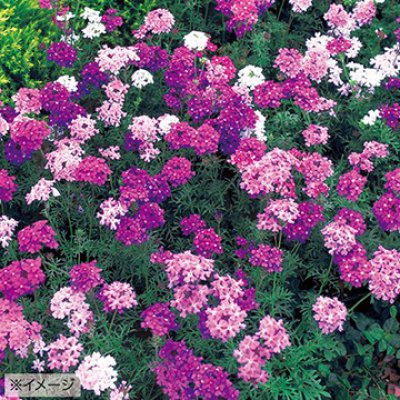画像3: 送料無料　花の種　バーベナ　ロングラン　ミックス　タキイ種苗(株)(ＮL200)