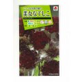 送料無料　花の種　美女なでしこ　ブラックアダー　小袋　タキイ種苗(株)(ＮL200)