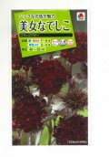 送料無料　花の種　美女なでしこ　ブラックアダー　小袋　タキイ種苗(株)(ＮL200)