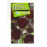 送料無料　花の種　美女なでしこ　ブラックアダー　小袋　タキイ種苗(株)(ＮL200)