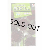 花の種　美女なでしこ　ブラックアダー　小袋　タキイ種苗（株）（ＮＬ200）