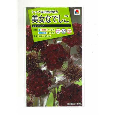 画像1: 送料無料　花の種　美女なでしこ　ブラックアダー　小袋　タキイ種苗(株)(ＮL200)
