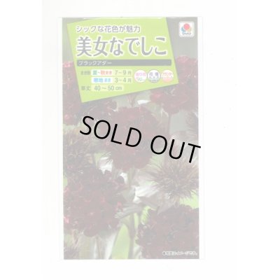 画像1: 花の種　美女なでしこ　ブラックアダー　小袋　タキイ種苗（株）（ＮＬ200）