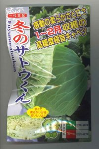 送料無料　[キャベツ]　キャベツ　極甘キャベツ　冬のサトウくん　40粒　ナント種苗(株)
