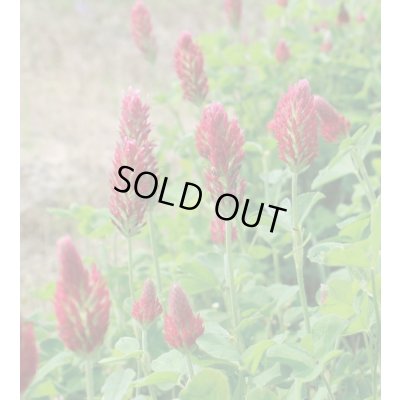 画像3: 送料無料　[緑肥]　緑肥用クリムソンクローバー　ディクシー　60ml　タキイ種苗