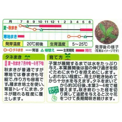画像2: 送料無料　花の種　美女なでしこ　ブラックアダー　小袋　タキイ種苗(株)(ＮL200)