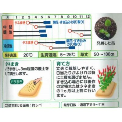 画像2: [景観形成作物]　緑肥用クリムソンクローバー　ディクシー　60ml 　タキイ種苗