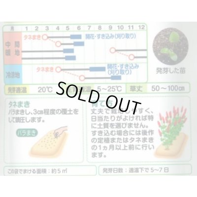 画像2: 送料無料　[緑肥]　緑肥用クリムソンクローバー　ディクシー　60ml　タキイ種苗