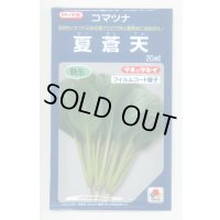 送料無料　[小松菜]　夏蒼天　20ml　タキイ種苗(株)