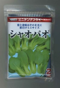 [中国野菜]　シャオパオ（ミニチンゲンサイ）　2ｄｌ　　サカタ交配　