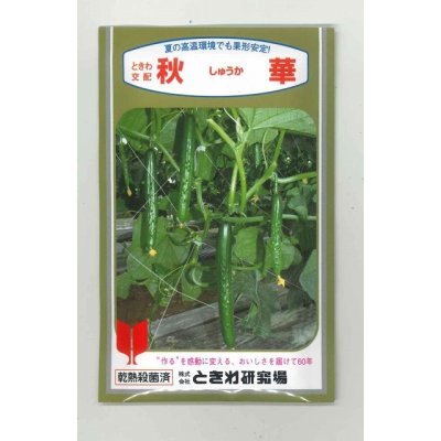 画像1: [キュウリ]　送料無料！秋華　350粒　（株）ときわ研究場