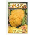 送料無料　[カリフラワー]　オレンジさん　15粒　小林種苗