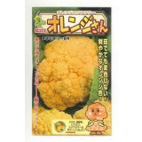 送料無料　[カリフラワー]　オレンジさん　15粒　小林種苗